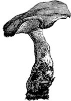 PLF121C.TIF
