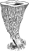 PLF120E.TIF