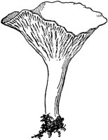 PLF120D.TIF