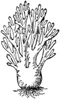 PLF120B.TIF