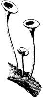 PLF119J.TIF