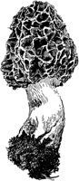 PLF119H.TIF