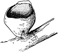 PLF119G.TIF