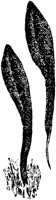 PLF119F.TIF
