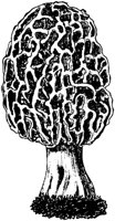 PLF119E.TIF