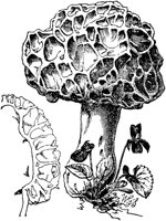 PLF119D.TIF