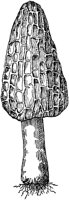 PLF119A.TIF