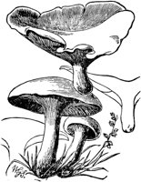 PLF118G.TIF