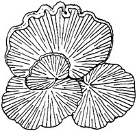 PLF118F.TIF