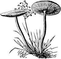 PLF118E.TIF