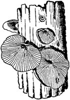 PLF118D.TIF