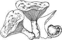 PLF118B.TIF