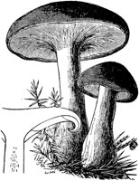 PLF118A.TIF