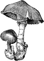 PLF117G.TIF