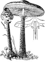 PLF117F.TIF