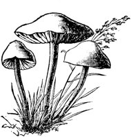 PLF117E.TIF