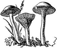 PLF117D.TIF