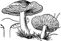 PLF117C.TIF