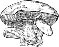 PLF117B.TIF