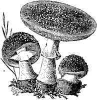 PLF117A.TIF