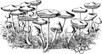 PLF116G.TIF