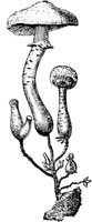 PLF116F.TIF