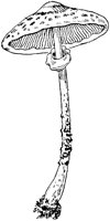 PLF116D.TIF