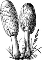 PLF116C.TIF