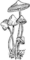 PLF116B.TIF