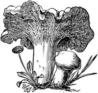 PLF116A.TIF