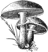 PLF115G.TIF