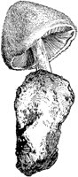 PLF115C.TIF