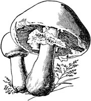 PLF115A.TIF