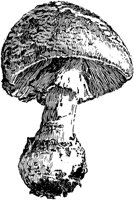 PLF114G.TIF