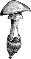 PLF114F.TIF