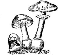 PLF114E.TIF