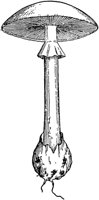 PLF114D.TIF