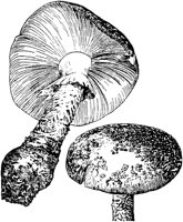 PLF114C.TIF