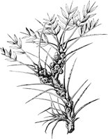 PLF113C.TIF