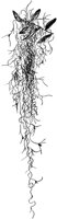 PLF112D.TIF