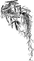 PLF112B.TIF