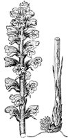 PLF111C.TIF
