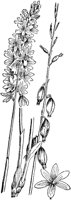 PLF111B.TIF