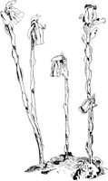 PLF110G.TIF