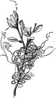 PLF110B.TIF