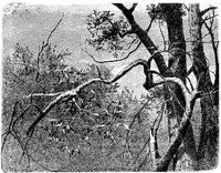 PLF109F.TIF