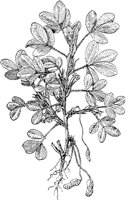 PLF108A.TIF