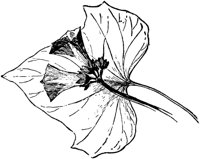 PLF107E.TIF