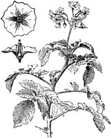 PLF107A.TIF