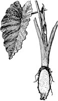 PLF106G.TIF